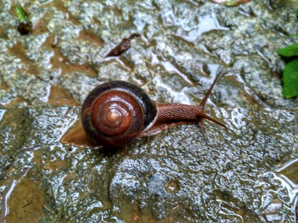 This giant snail that we found was definitely the highlight of orientation for me.