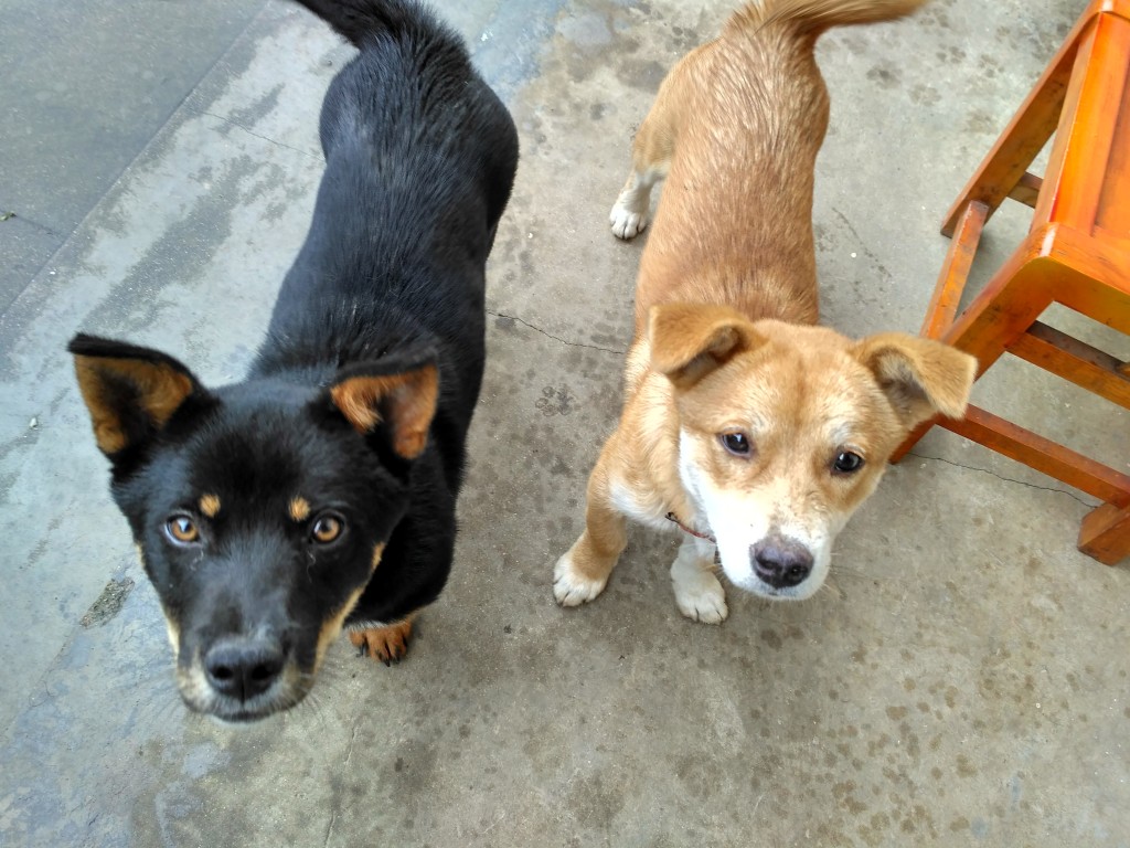 小黑and 小黄 ("little black" and "little yellow") Jony enjoyed feeding them frog bones after lunch.