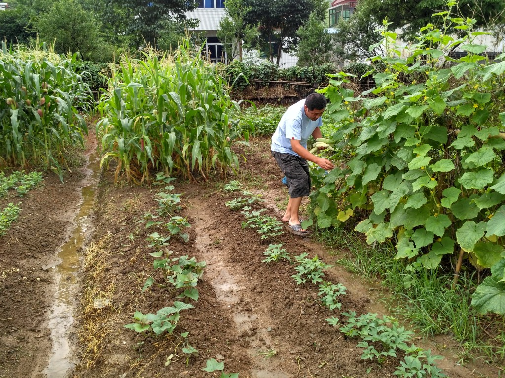 Picking cucumbers in the garden.