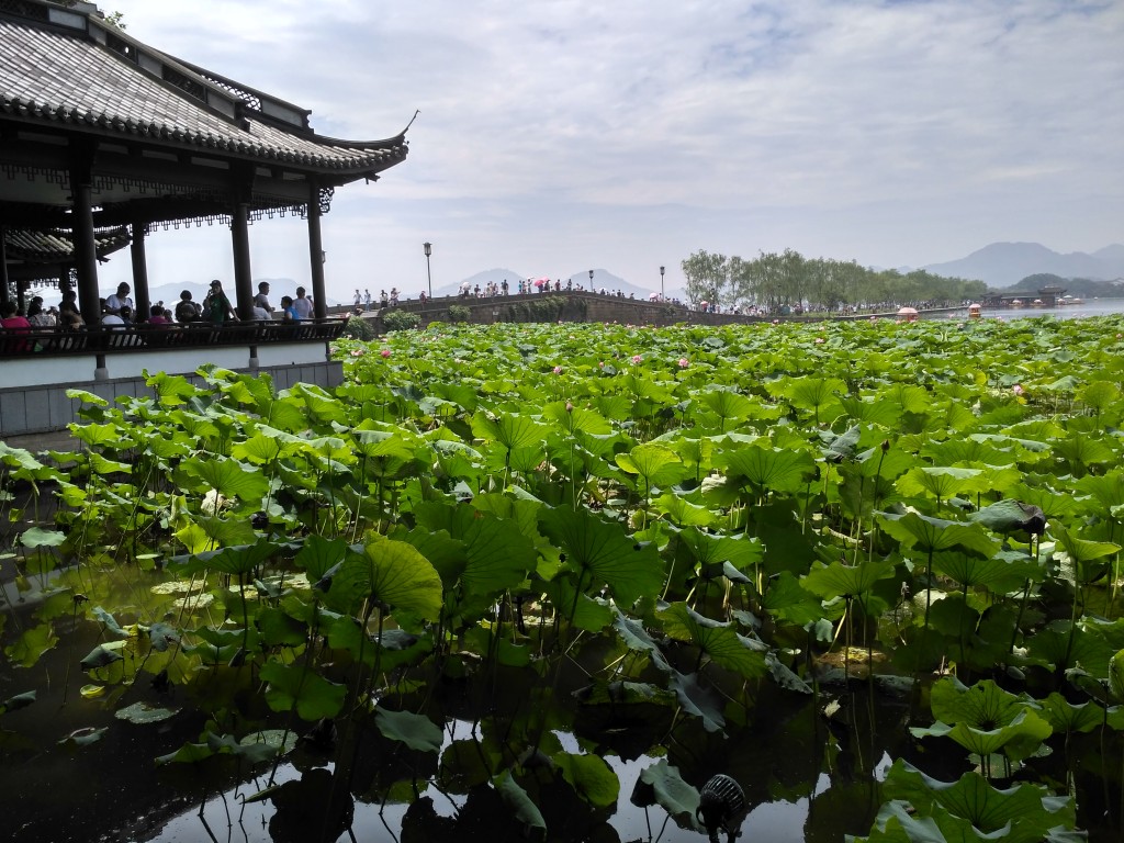 Admiring the first lotus blossoms.