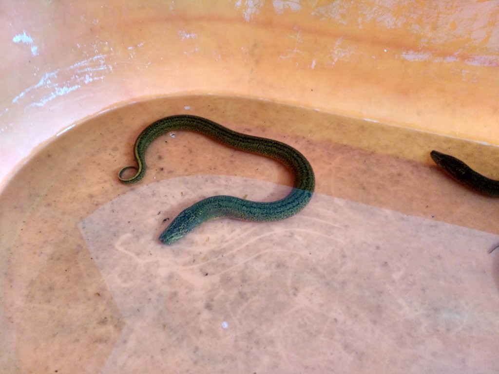 Grandpa caught these too. Freshwater eels as far as I can tell.