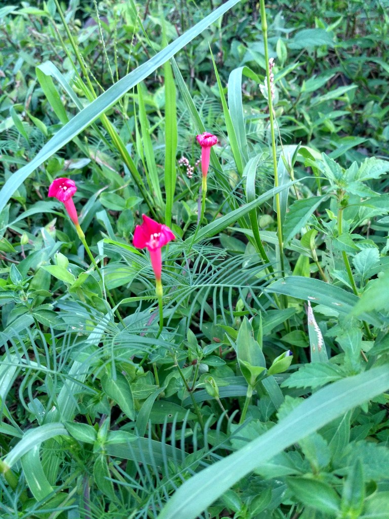 Roadside flowers