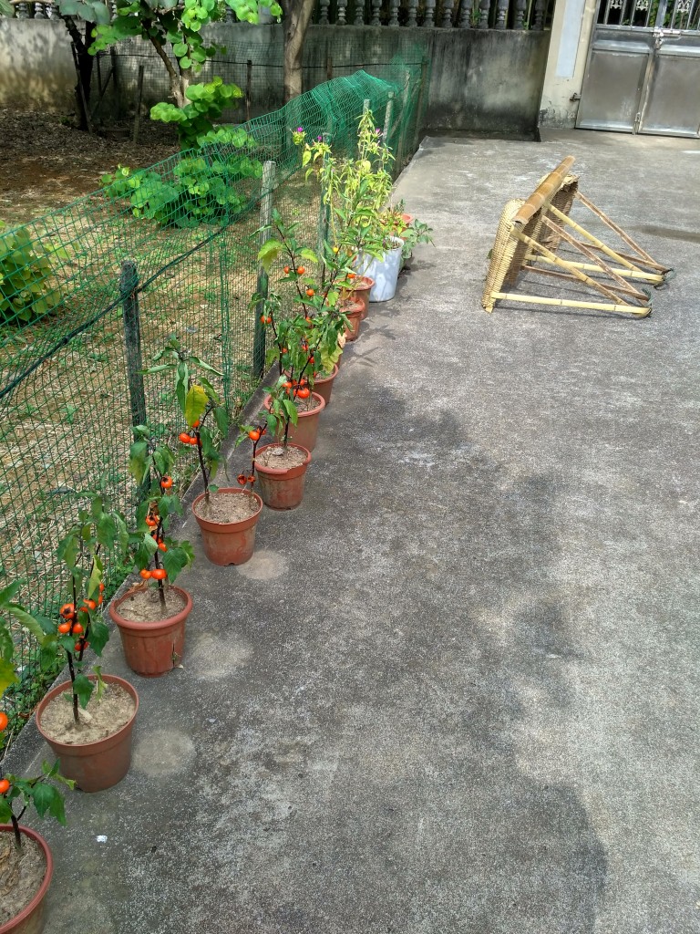 Grandma's tomatoes are looking good!