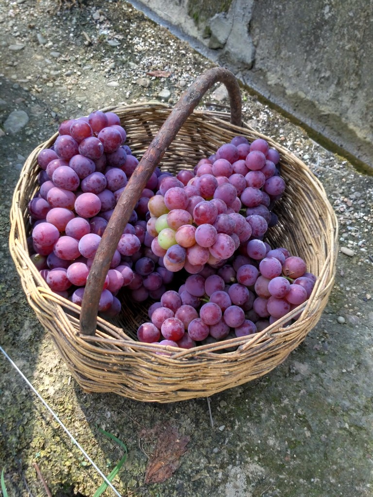 Freshly harvested grapes.
