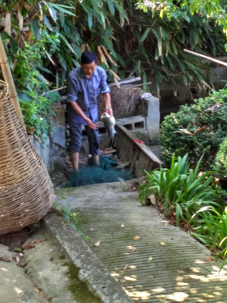 Giant fish from the fish pond! He tried to place it in a 5-gallon bucket but its tail literally stuck up over the top and so with one jump it was flopping on the pavement. This was of course our dinner.