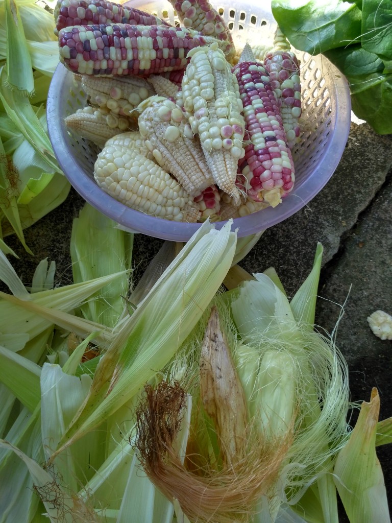 Shucking corn for Grandma to cook
