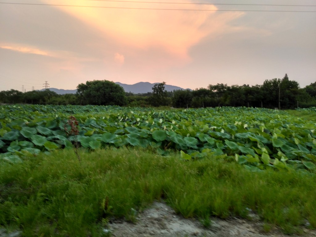 Beautiful sunset over the lotus fields.