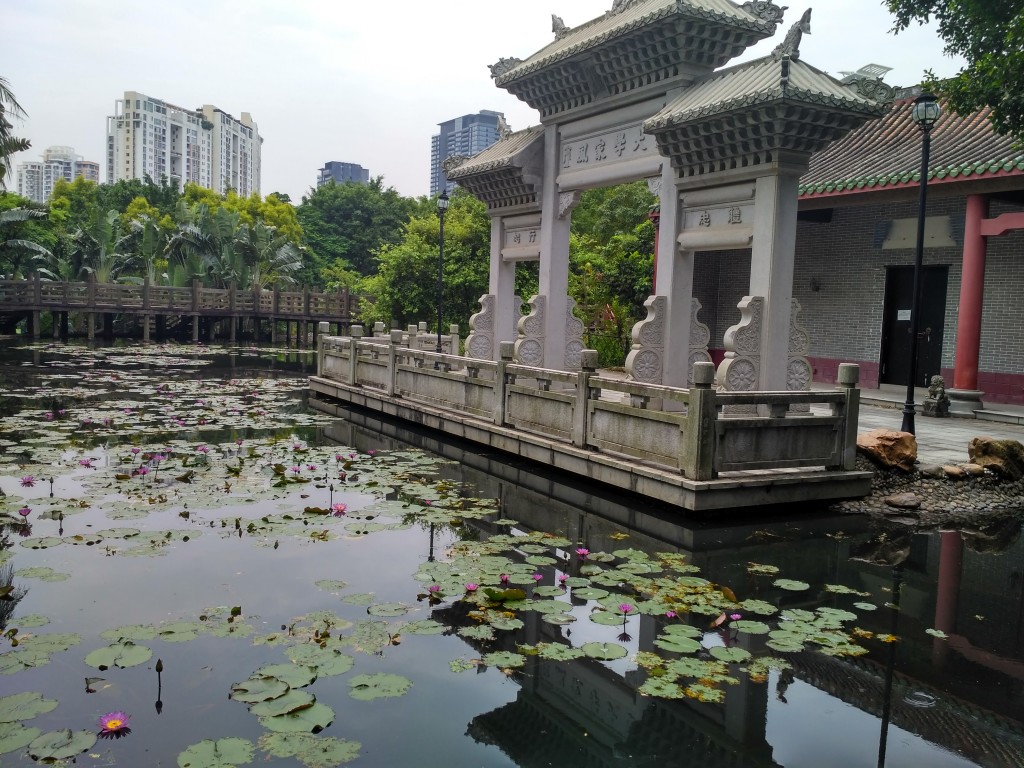 Nice little lily pond