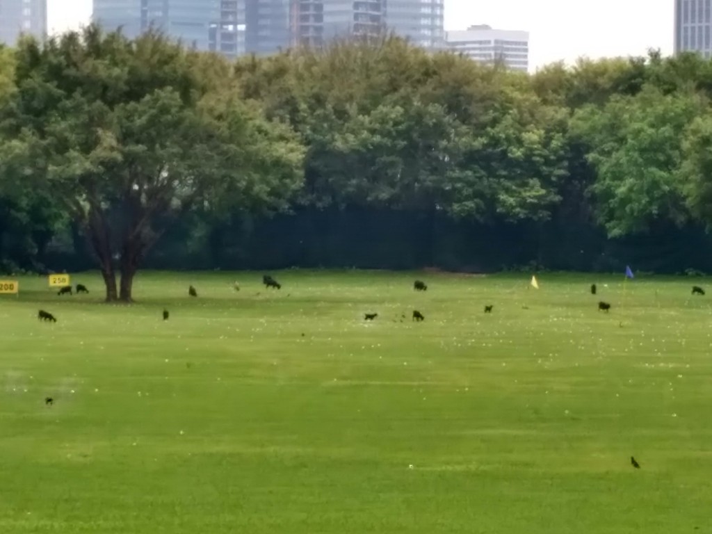 What are these four-legged creatures grazing on the golf course? My guess is that they work here.