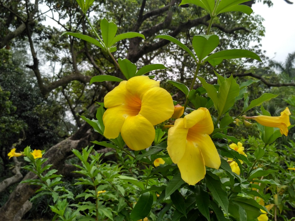 So many flowers in bloom!