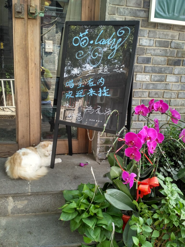 猫Lady (Cat Lady) cat cafe.  The cat out front has definitely been hired to lure in customers.