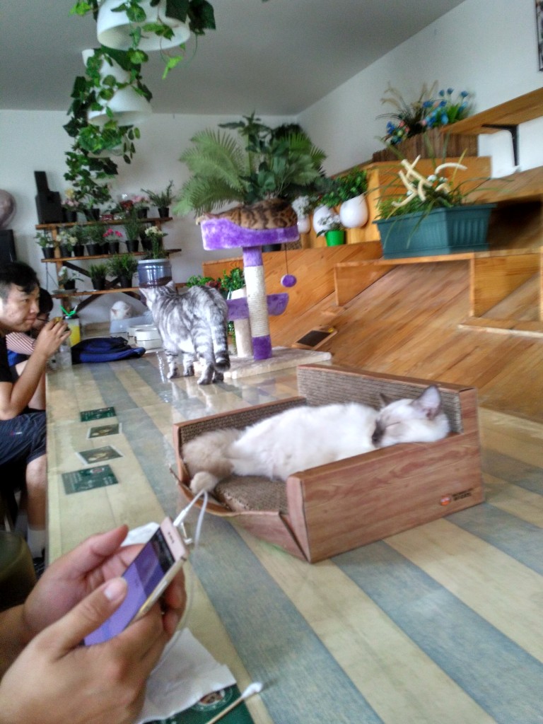 Such a cool seating area upstairs!  Bar-style cat access.