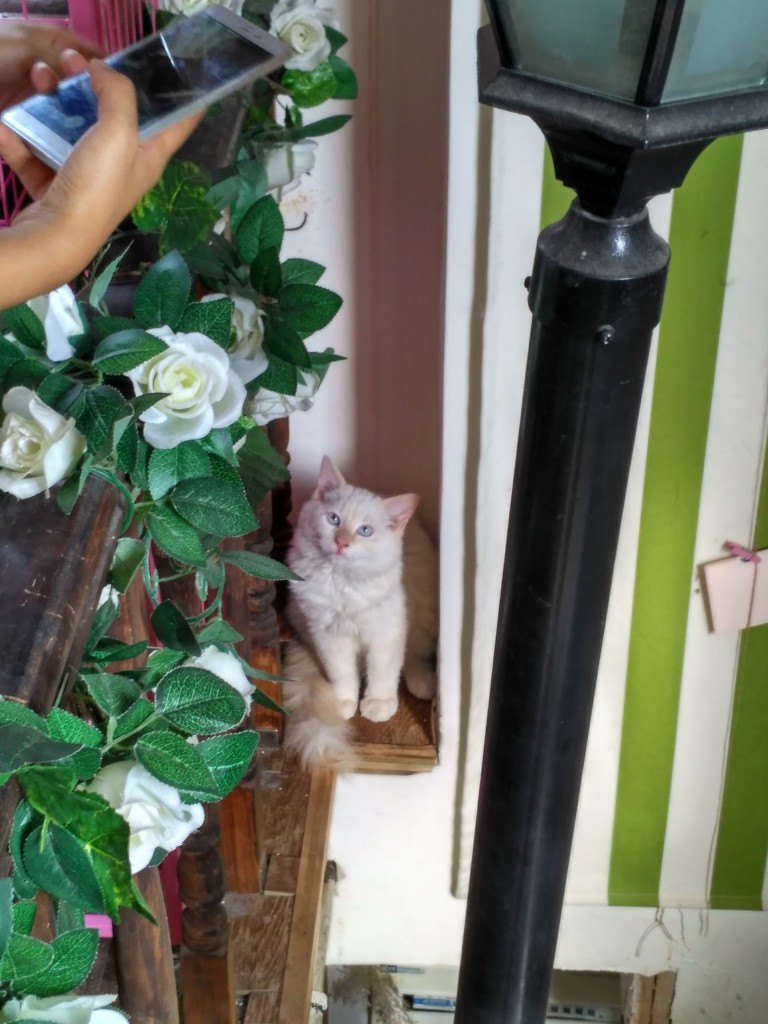 Cat in the corner by the stairwell.  Is that a comfortable place to sleep...?