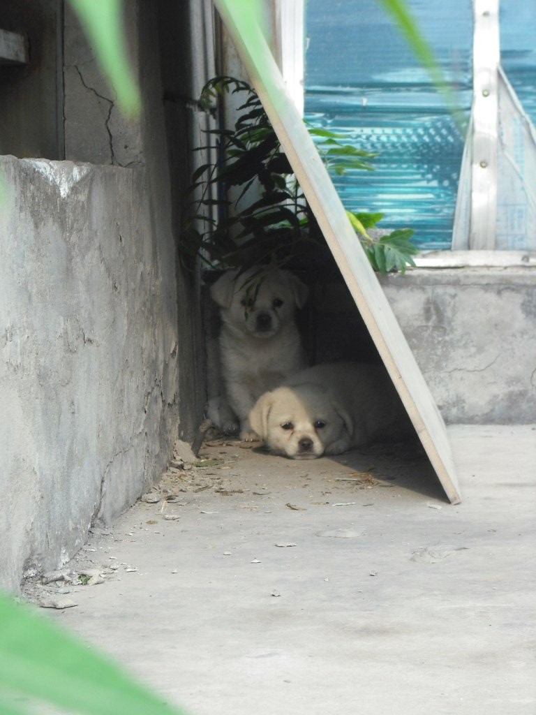 Just a couple of the adorable strays that are all too common in China.