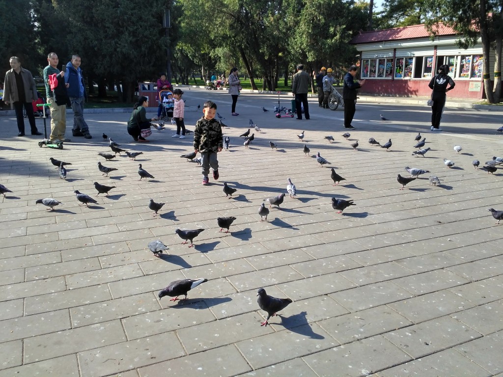 Cute Asian child vs pigeons