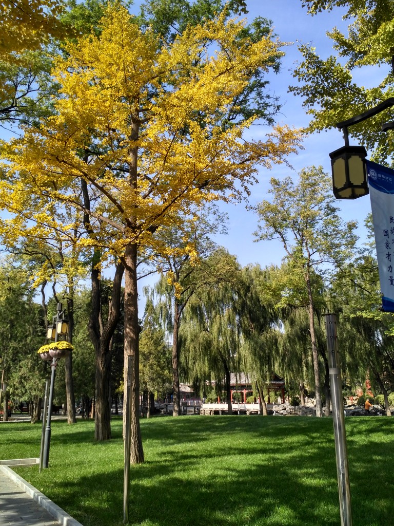 Beijing turns yellow in November