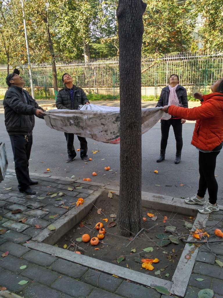 I passed a strange scene on my way back to the subway station: four people holding the corners of a blanket and poking the branches of a tall tree with a stick.