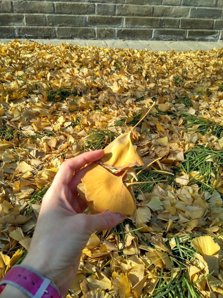 All the yellow leaves have fallen, but they're still nice to look at.